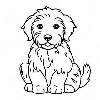 Aussiedoodle valp färgläggningssida | Aussiedoodle målarbild