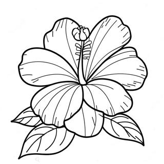 Hibiskus Blomma Målarbok | Hibiskus målarbild