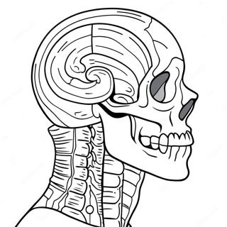 Anatomisk färgläggningssida | Anatomi målarbild